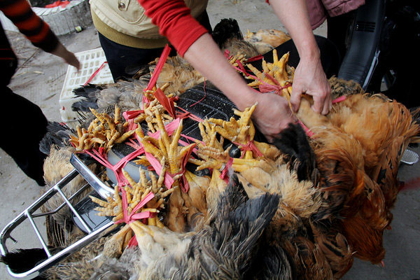 Low chicken price drives purchases amid H7N9
