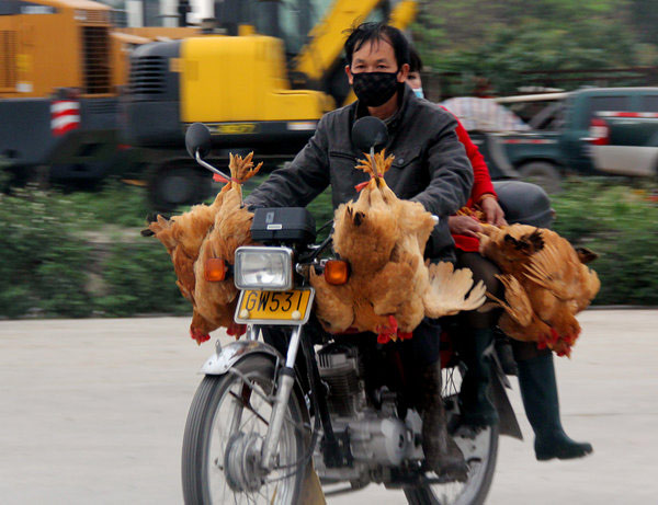 Low chicken price drives purchases amid H7N9