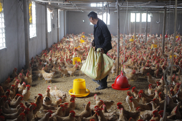 Chicken farmers deeply concerned about sales