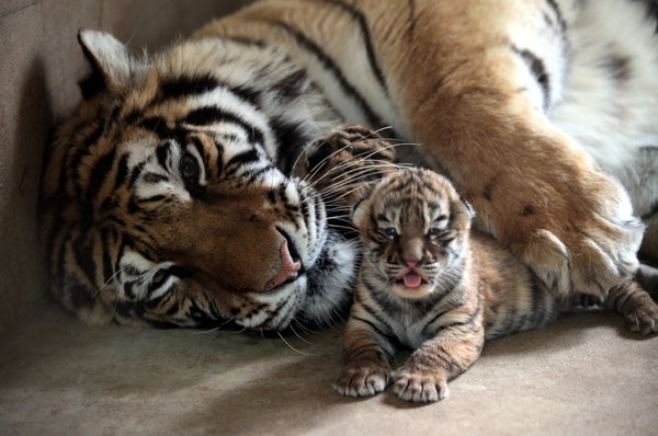Triple joy for Siberian tiger