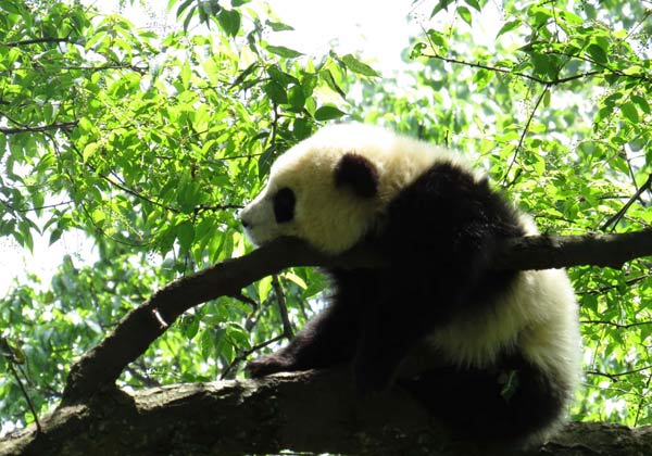 No pandas affected in Sichuan quake