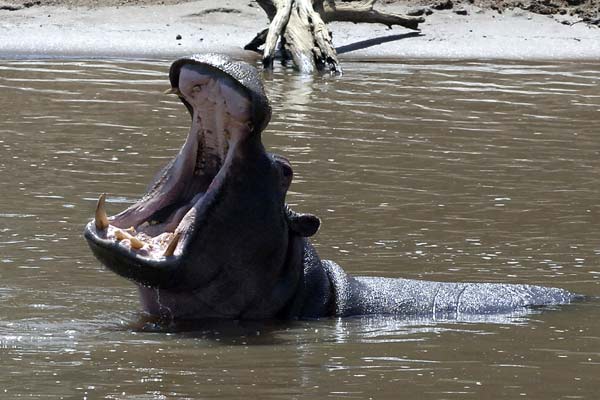 Fears surface after hippo kills tourist from Shanghai