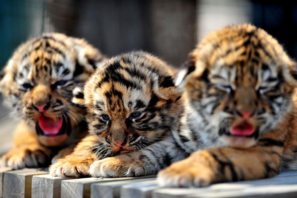 Triple roar for Siberian cubs