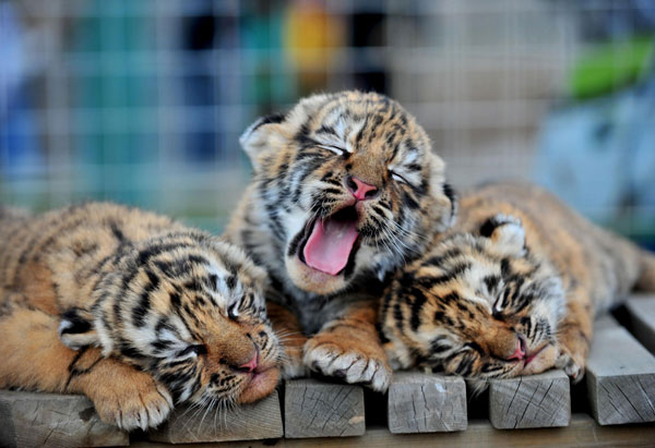 Triple roar for Siberian cubs