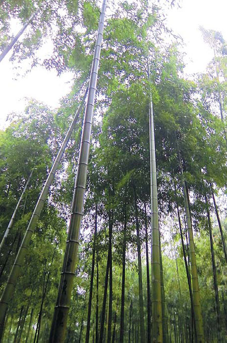 Power plant: bamboo 