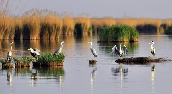 Migratory birds at Shahu Lake in NW China