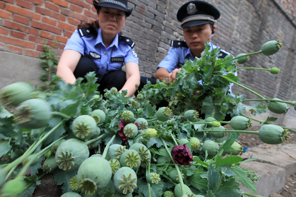Police eradicate illegal poppies