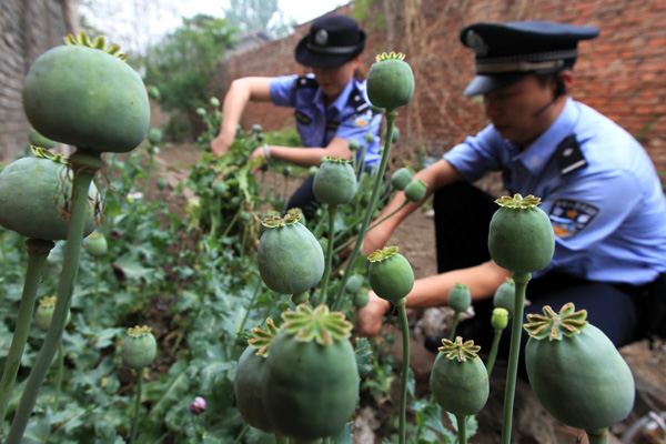 Police eradicate illegal poppies