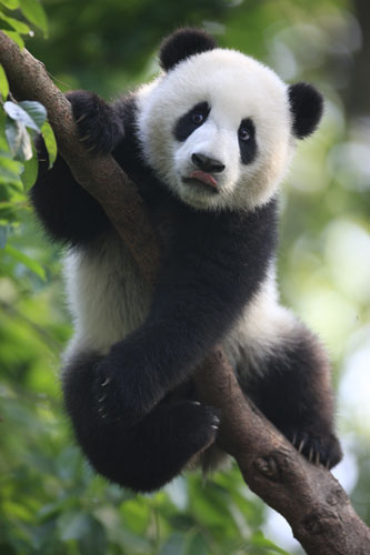 Tree-climbing giant pandas