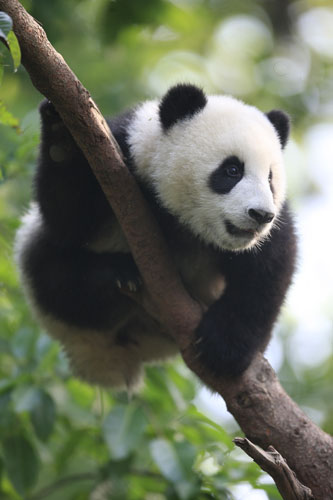 Tree-climbing giant pandas