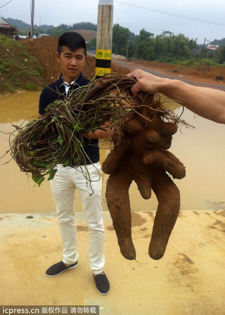 Roots take human shapes in E China
