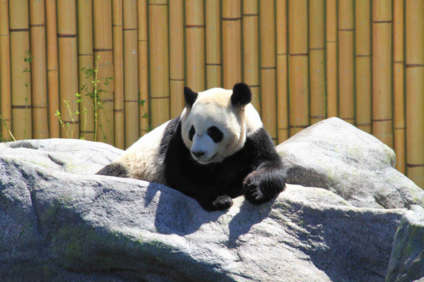 Giant pandas debut at Toronto Zoo