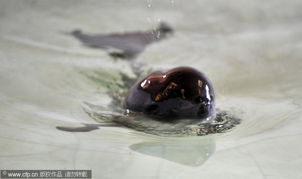 Injured baby finless porpoise dies in E China