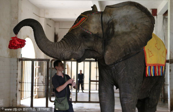 African elephants to reproduce in Beijing