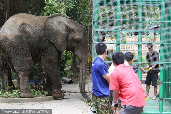 African elephants to reproduce in Beijing