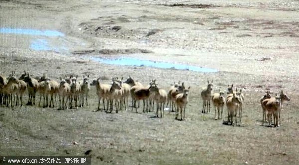 Film records migration of Tibetan antelopes