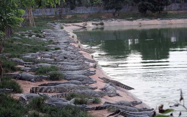 Crocodiles escape from farm in S China