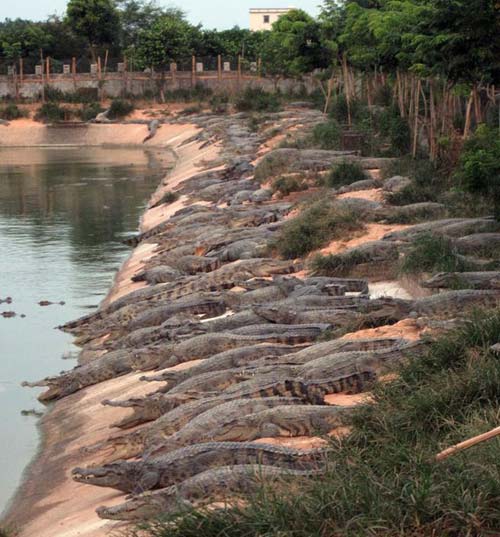 Crocodiles escape from farm in S China