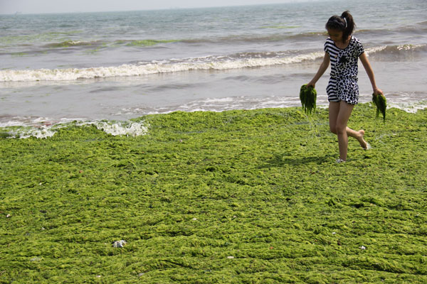Hazardous algae cleared from China's waters