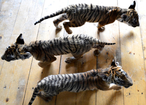 Newborn tiger cubs make debut in C China
