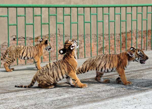 Newborn tiger cubs make debut in C China