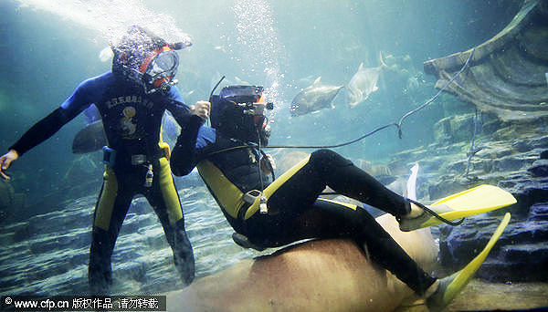 Friends with marine life at Wuhan's Sea World
