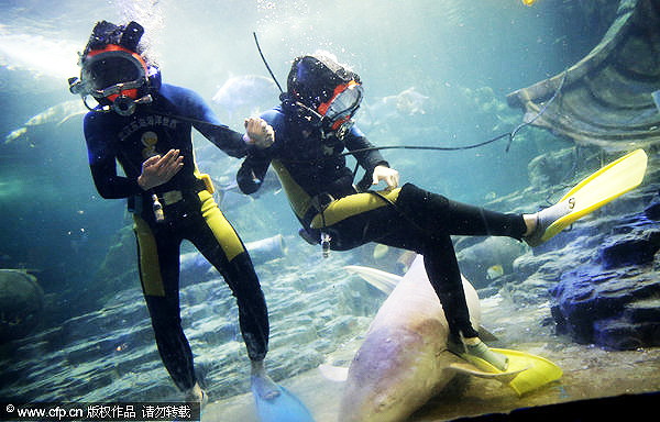 Friends with marine life at Wuhan's Sea World