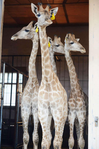 South African giraffes settle into new China home
