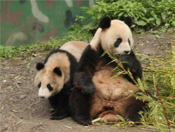 Giant pandas safe after rainstorms in SW China