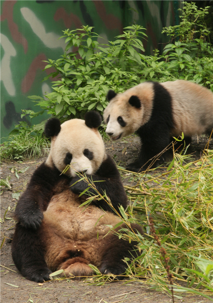 Giant pandas safe after rainstorms in SW China