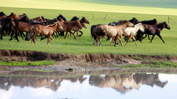 Galloping through prairie in Inner Mongolia