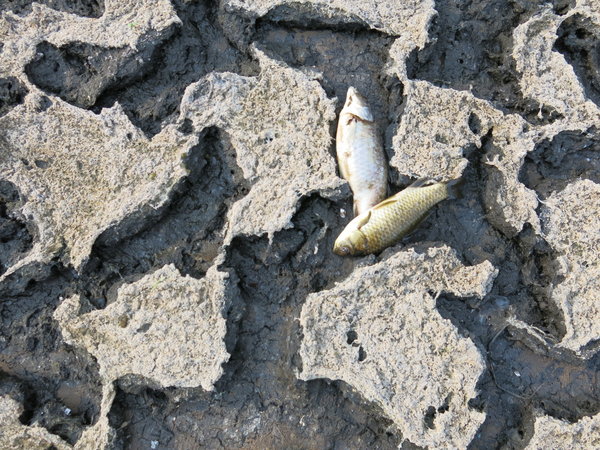 Drought scorches parts of China