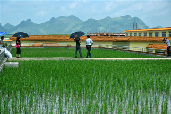 Rice paddy on the roof keeps workers cool