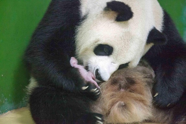 First giant panda cub born in Guangdong