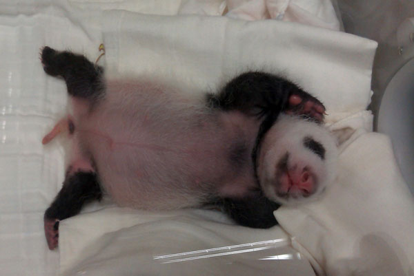 What would you call a baby panda?