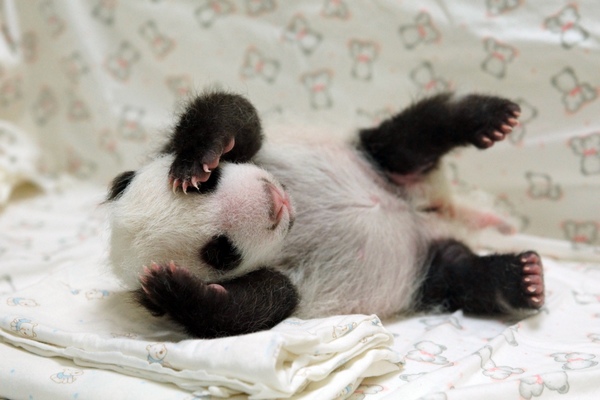 Giant panda cub meets mother at Taipei Zoo