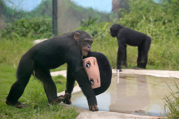 Chimpanzees play with toy at SW China zoo