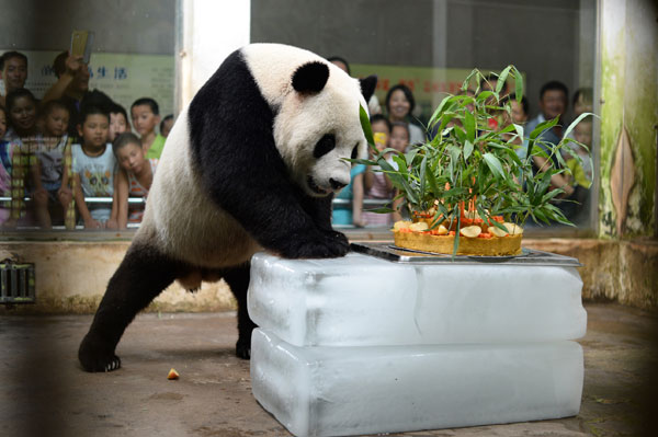 Giant panda turns 8 in C China zoo