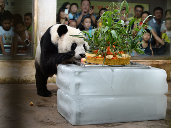 Giant panda turns 8 in C China zoo