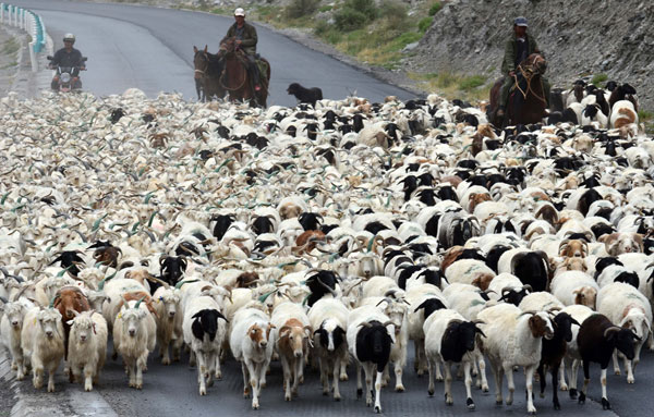 Sheep maneuvers sign autumn has arrived