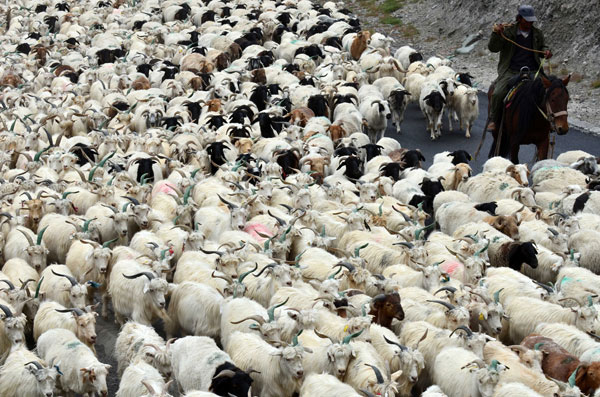 Sheep maneuvers sign autumn has arrived