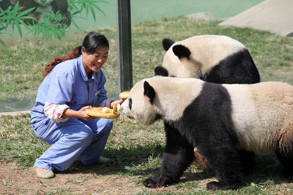 Giant pandas enjoy bamboo mooncakes