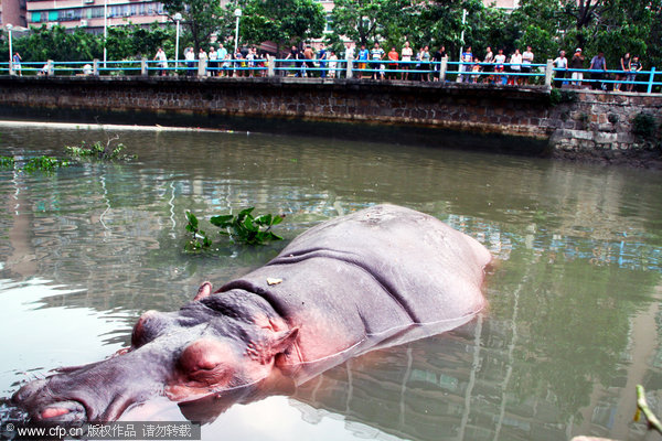 Hippo 'breaks prison' in typhoon-triggered flood