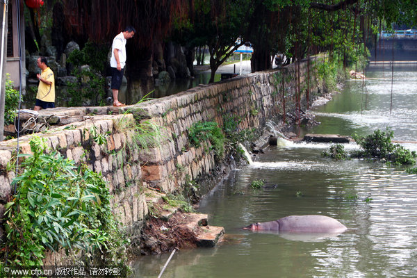 Hippo 'breaks prison' in typhoon-triggered flood