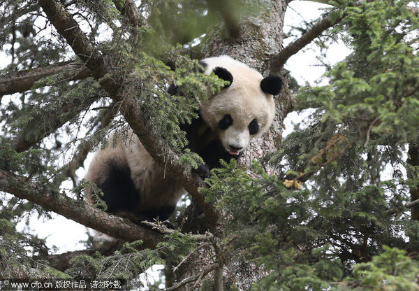 Giant panda hide and seek