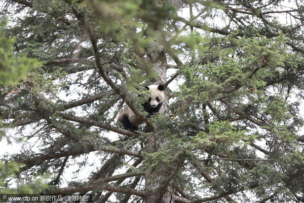 Giant panda hide and seek