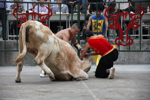 Chinese-style bullfight in E China