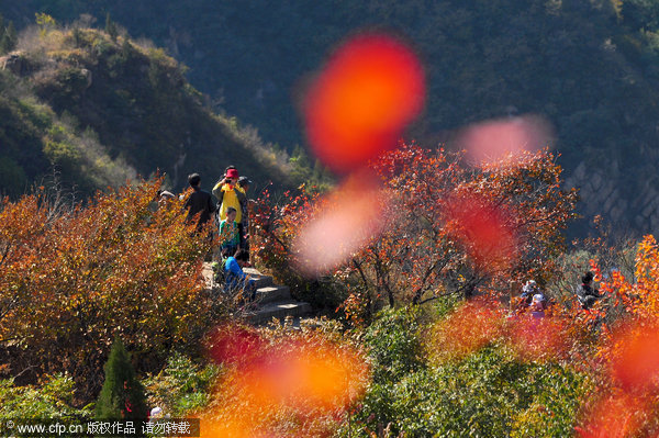 Peak season for fall foliage in Beijing