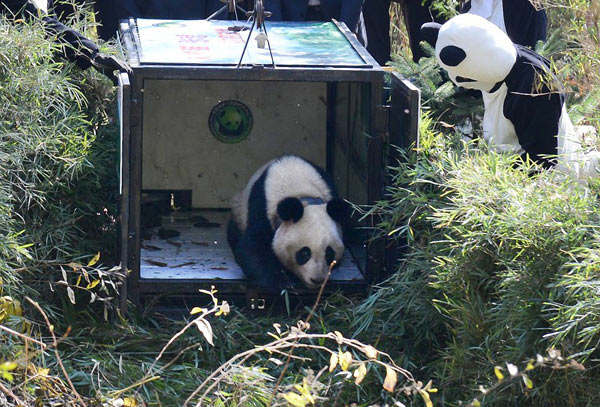 Female panda released into the wild