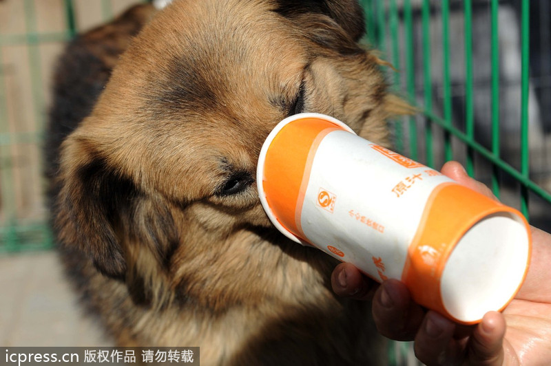 Expat rescues stray animals in Beijing